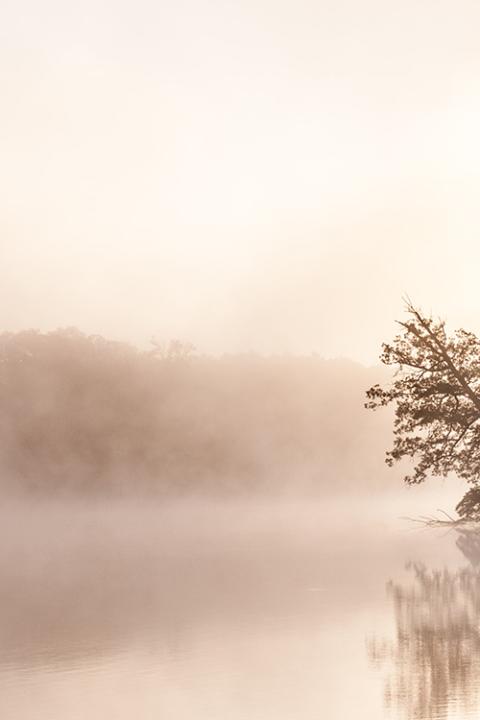 Mist on a lake (Unsplash/Todd Aarnes)