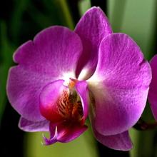 orchid