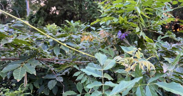 Trees, wisteria and Ruth: A sister's reflection on religious life ...