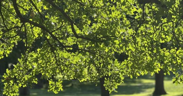 Un jardín para la paz: 'shalom'
