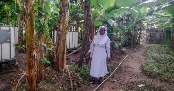 Nigerian Catholic nuns fight climate change with faith, farming and trees
