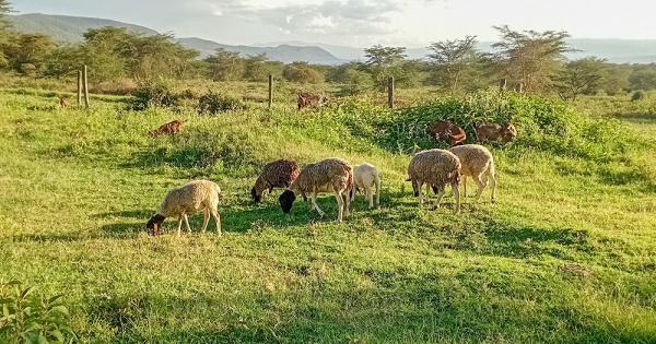Assumption Sisters' farm battles food insecurity, land degradation in Kenya
