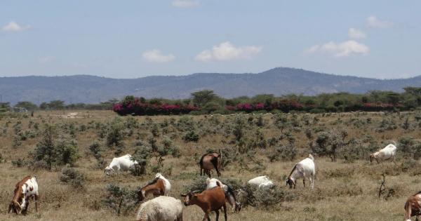 In Kenya, a fence builds hope and supports grassroots change