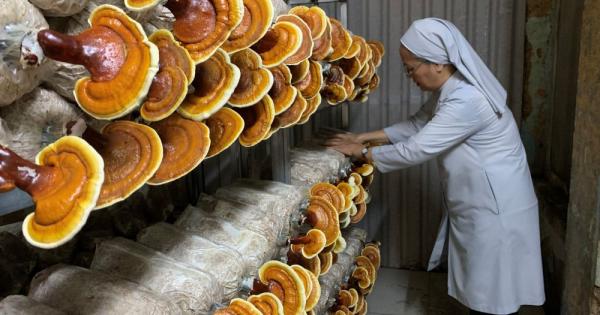 Vietnamese sisters grow organic mushrooms to serve community and fund scholarships