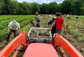 Staff, volunteers and family members of farm director David Hambleton work July 4 to harvest 10,000 garlic bulbs — the supply for this year's CSA members and seed for next year's crop. (Courtesy of Sister Hills Farm)