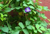 Sister Lissy’s butterfly pea plant in the convent garden (Lissy Marathanakuzhy)