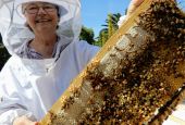 Sr. Barbara Hagel with a frame from one of her hives on the property of the Dominican Sisters of Mission San Jose in Fremont, California. All of the bees in a hive are related to the queen, making all of the worker bees sisters. (Melanie Lidman)
