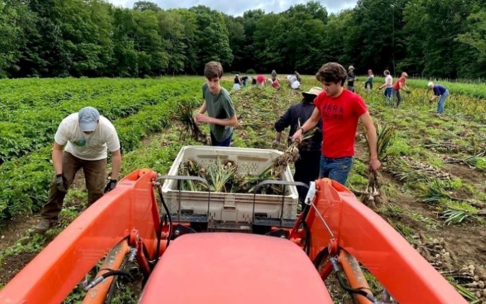 Staff, volunteers and family members of farm director David Hambleton work July 4 to harvest 10,000 garlic bulbs — the supply for this year's CSA members and seed for next year's crop. (Courtesy of Sister Hills Farm)