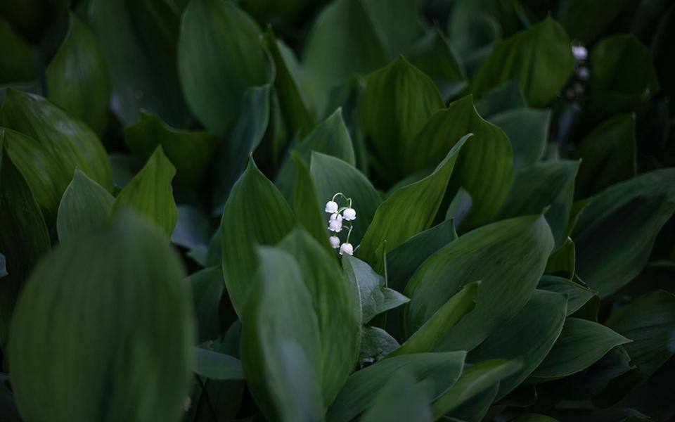 Small white flowers rising up amid green leaves (Unsplash/Grigorii Sukhorukov)