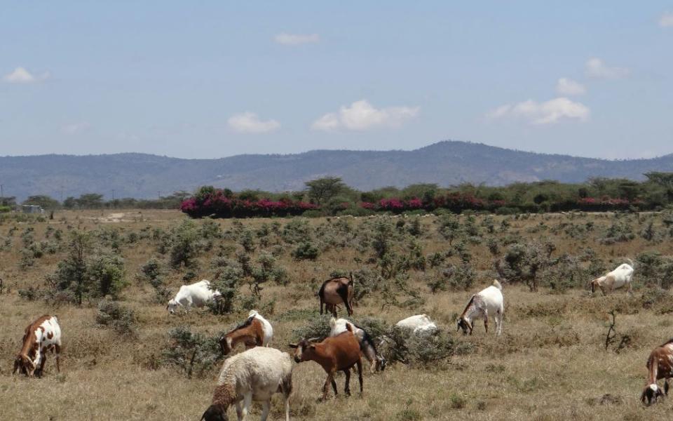 Animals graze Loldaiga Hills in Nanyuki, Kenya (Unsplash/Tourite Safaris)