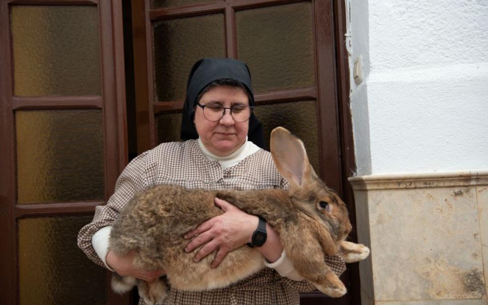 Franciscan Sr. Consuelo Peset Laudeña shows one of the Spanish Giant rabbits the cloistered community breeds at the Convent of St. Anthony of Padua in Central Spain. The rabbits are at risk of extinction. (Lissette Lemus)