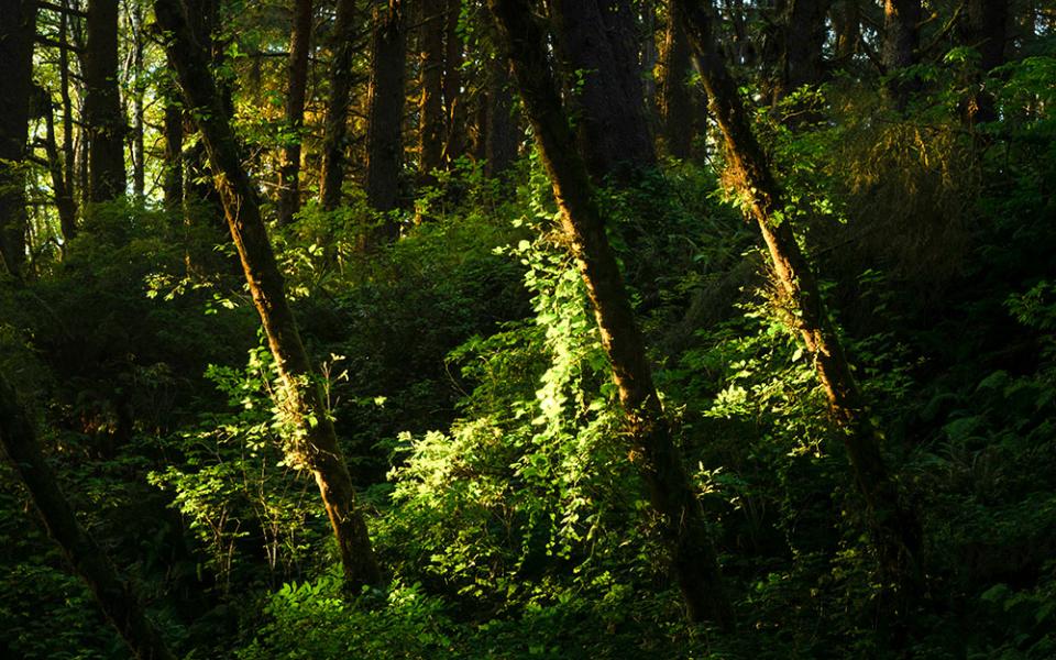 Three tree trunks illuminated by the sun in the woods (Unsplash/Intricate Explorer)