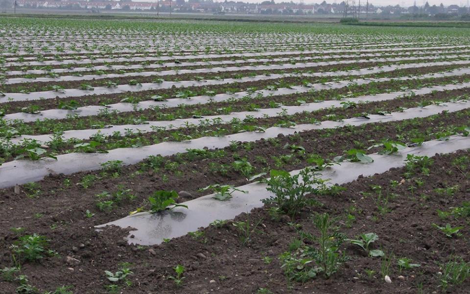 A planted vegetable field with mulch film (Wikimedia Commons, Florian Gerlach [Nawaro], CC BY-SA 3.0 deed)