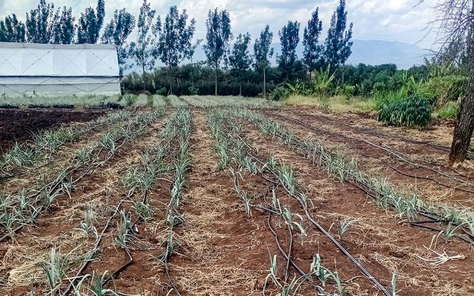 An irrigation operation runs amid an onion crop on St. Elizabeth Farm in Momoi village in Lower Subukia, Nakuru County, Kenya. (Shadrack Omuka)