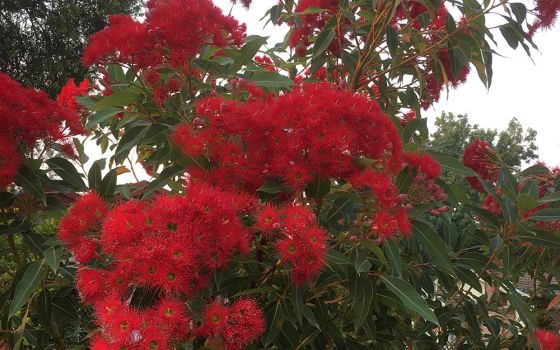A gum tree in Australia; its "Christmassy" flowers — made of the male stamens — look like fireworks. (Tracey Edstein)