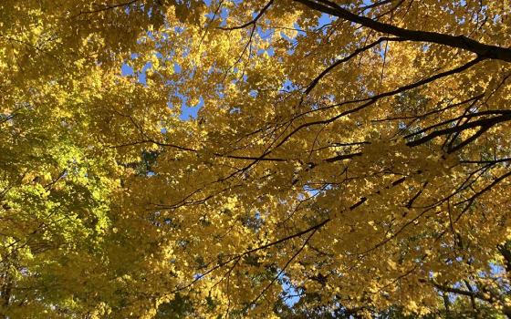 Yellow leaves against the sky (Nancy Sylvester)