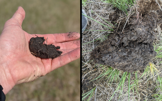 At left: This soil on land owned by the Presentation Sisters of the Blessed Virgin Mary in South Dakota shows that it is compact clay, not able to retain water. The congregation has started to adopt regenerative soil methods to improve the quality of the soil and crops that are produced. At right: This soil is able to retain water and is healthier after regenerative farming efforts to restore it. (Jamie Risse)