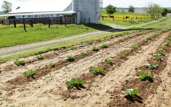 cabbage field