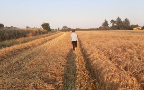 Woman walks in wheat field. 