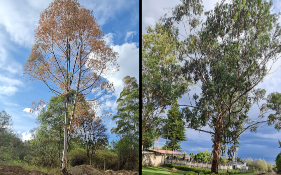 Pictures of a dry eucalyptus tree, left, and a green eucalyptus tree; during a walk through the forest Rosemary Wanyoike noticed dried up eucalyptus trees, which she says is very unusual. (Rosemary Wanyoike)
