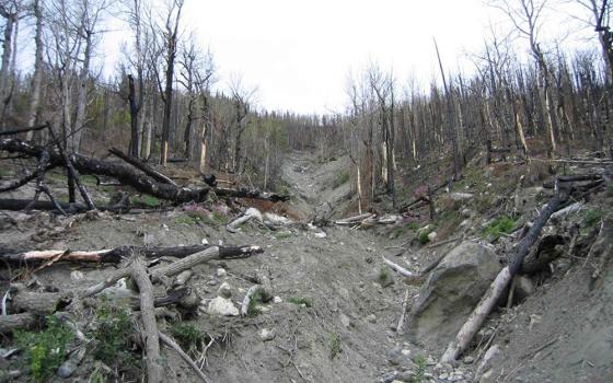A forest is pictured after a fire. (Wikimedia Commons/U.S. Fish and Wildlife Service/Kenai NWR)