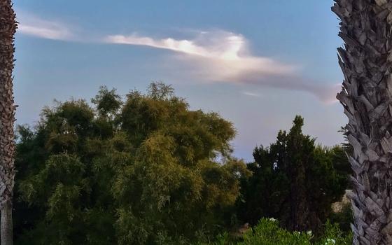 El viento acaracia los árboles en Portocolom, Mallorca. 