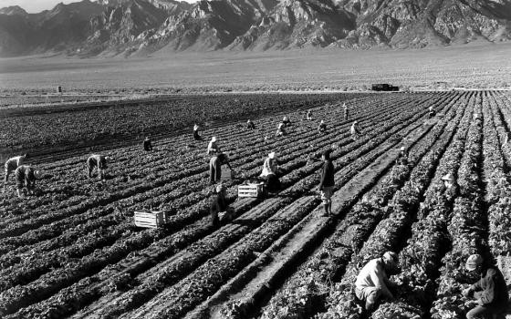 Farm workers in the fields near Mt. Williamson at Manzanar Relocation Center, California. (Wikimedia Commons/Ansel Adams)