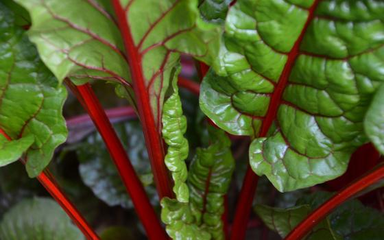 Chard leaves (Unsplash/TEA TEA)