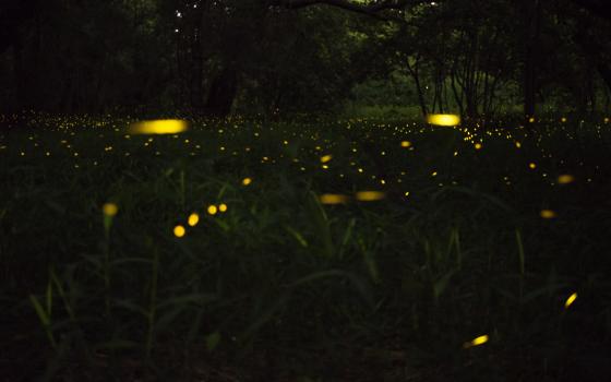 synchronized fireflies 