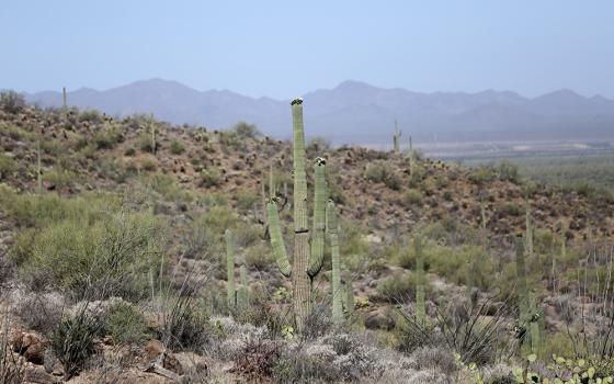 Cactuses are pictured at Gates Pass May 20, 2022, in Tucson, Arizona. (CNS/Bob Roller)