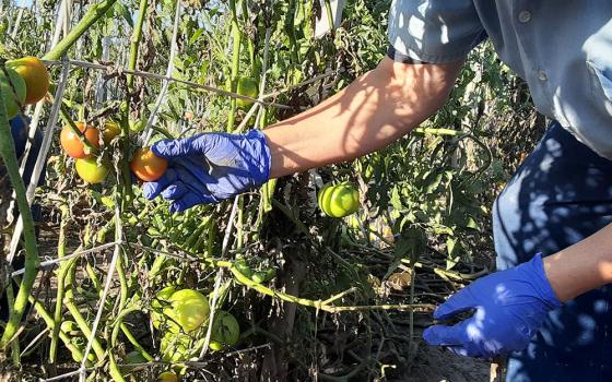 Mike, an incarcerated man, checks tomatoes for damage following a severe thunderstorm at the inmate-run farm at the Grafton Correctional Institution in rural Lorain County, Ohio. (Dennis Sadowski)