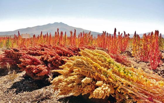 Cultivos de quinua en los Andes. (Foto: Pixabay)