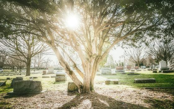 A photo illustration displays the sun shining through a tree in a cemetery. (Unsplash/Kevin Andre)