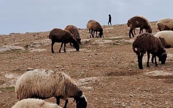A  Bedouin shepherd watches his flock in the Judean Desert. (Courtesy of Julia Hurtado)