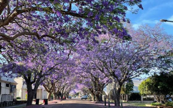Rows of trees with purple flowers stand along a street.  