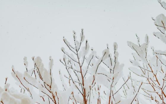 snow covered tree branches