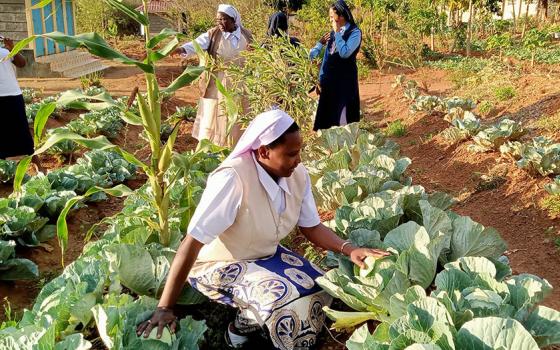 Sisters of St. Joseph of Tarbes, who sponsor a project on "Regenerative Agriculture Through Sustainable Farming Methods" in Kenya, harvest cabbages. (Courtesy of Josephine Kwenga)