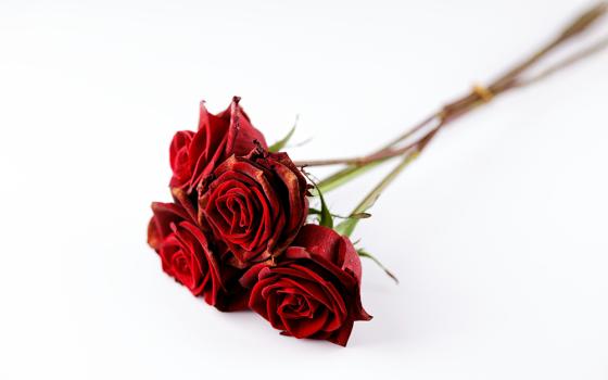 Four long-stemmed red roses (Unsplash/Engin Akyurt)