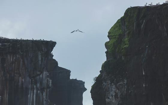 Birds fly in a gap between cliffs (Unsplash/Tobias Rademacher)