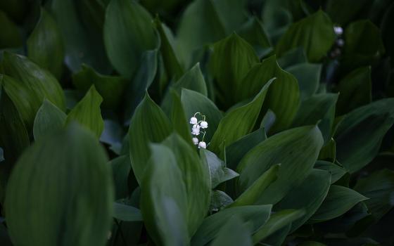 Small white flowers rising up amid green leaves (Unsplash/Grigorii Sukhorukov)