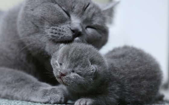 Gray mother cat licks a gray kitten (Dreamstime/jpg1902)