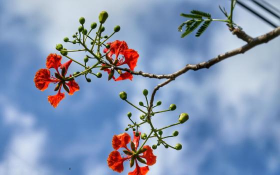 Flamboyant tree