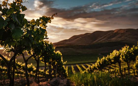 Jesus' parable of the workers in the vineyard could be viewed as God's desire for all to be provided for on account of their need and not necessarily on account of their socially determined value or worth. Unsurprisingly, those who feel entitled to more cry foul and claim this practice is unfair. (Unsplash/Tim Mossholder)