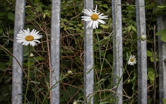 Daisies growing through the bars of a metal gate in Blarney, Ireland (Teresa Malcolm)