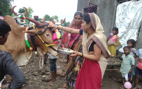 Pola is a thanksgiving festival celebrated by farmers in Maharashtra and Chhattisgarh, India, to acknowledge the importance of bulls and oxen, who are a crucial part of agriculture and farming activities. (WIkimedia Commons/Advmonalipatil)
