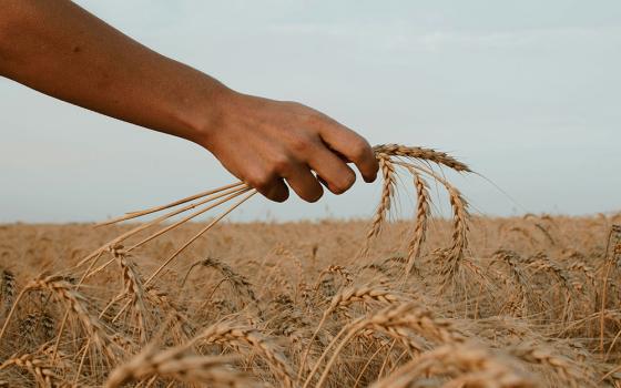 A hand holding a stalk of wheat in the middle of a wheat field at harvest time (Unsplash/Paz Arando)
