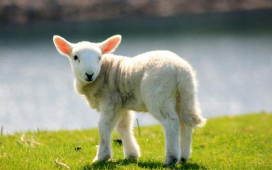 A lamb standing on green grass near a body of water (Unsplash/Colin White)