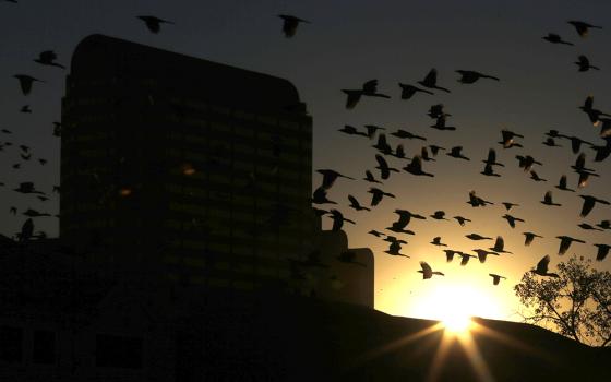 Birds congregate around office buildings as the sun sets on North Dallas, Dec. 17, 2013. One study found that more than 1 billion birds are killed annually in the U.S. in collisions with windows. (AP photo/LM Otero, File)