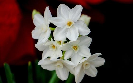 Paperwhite, or Narcissus papyraceus, flowers (Unsplash/Aravind Reddy Tarugu)