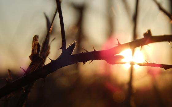Silhouette of a thorny branch against a sunset (Unsplash/Josie Weiss)